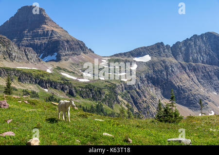 En el parque nacional de Glacier, Montana, EE.UU. Foto de stock