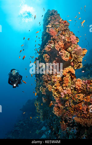 Los buceadores, extraño, arrecifes de coral, de bloques de coral, densamente cubierto, bajo animales, diversos, rojo, corales blandos (dendronephthya sp.) y Foto de stock