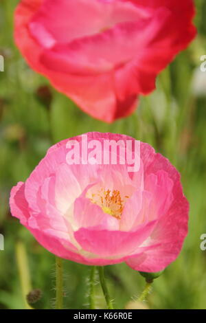 True Shirley amapola (Papaver rhoeas), con pétalos de seda y colores pastel en una pradera wildflower cultivadas a la altura de un Inglés de verano