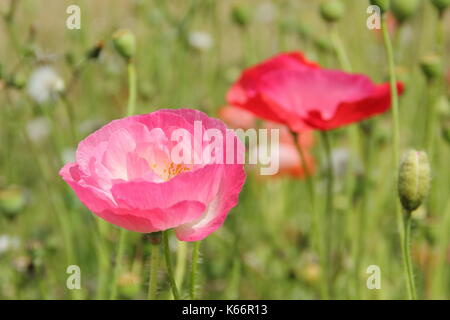 True Shirley amapola (Papaver rhoeas), con pétalos de seda y colores pastel en una pradera wildflower cultivadas a la altura de un Inglés de verano