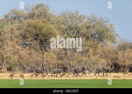Manada de elefantes caminando con pastoreo lechwe rojos, el delta del Okavango, kwai, Botswana