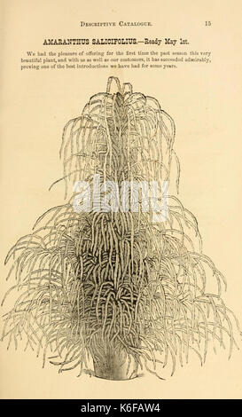 Catálogo Descriptivo de nuevo, las plantas raras y hermosas, dalias, crisantemos, geranios, fucsias, claveles, verbenas, phloxes, &c. para la primavera de 1873, cultivada y venta por John Saul, (16251402887)