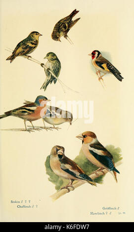 Aves británicas en sus guaridas (9785361342)