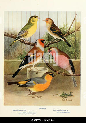 Canarias, híbridos y los británicos de aves de jaula y pajarera. El aviario  exterior qi nos han ilustrado varios tipos de pájaros desde la más sencilla  hasta la más elaborada, y