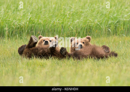 Yearling cubs reclinable Foto de stock