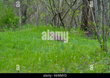 (Marmota marmota monax) en el campo de hierba de canto Foto de stock