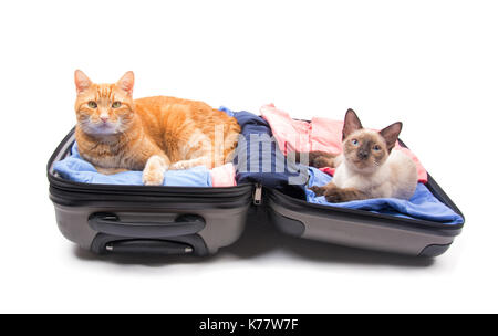 Un jengibre atigrado y un joven gato siamés lcomfortably acostado en una maleta, sobre blanco Foto de stock