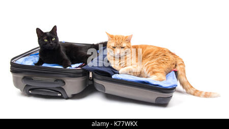 Gato negro y el jengibre en un empacado maleta, listo para viajar; sobre fondo blanco.
