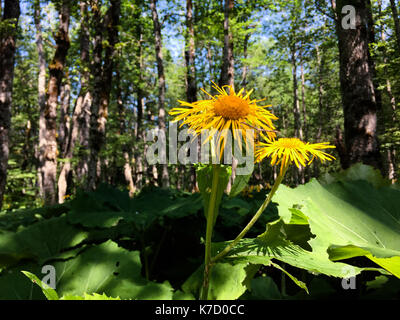 La flora en Biogradska Gora bosque Foto de stock