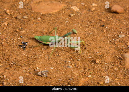 La Unión mantis o mantis religiosa es un insecto hemimetabolic grande en la vida de la familia Mantidae por ejemplo hiere en Creta. Foto de stock