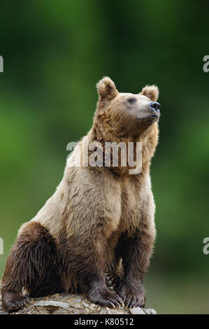 Big Brown Bear en el hábitat natural. La vida silvestre escena de naturaleza animal peligroso en la naturaleza. Foto de stock