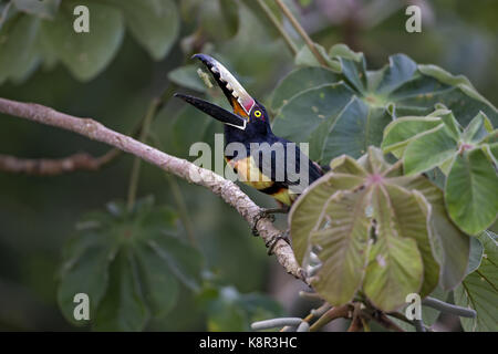 Aracari colllared (pteroglossus torquatus), rama de árbol de cecropia arrojando comida, Gamboa, Panamá, julio Foto de stock