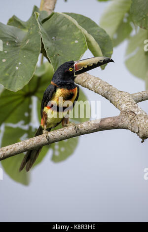 Aracari colllared (pteroglossus torquatus), rama de árbol de cecropia, Gamboa, Panamá, julio Foto de stock