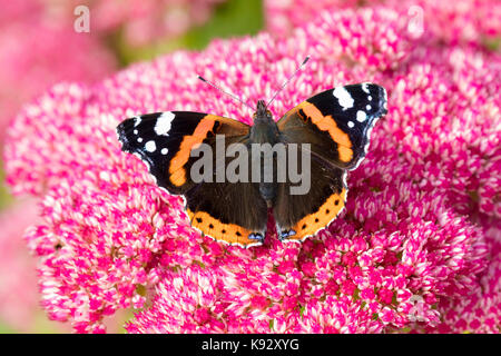 Almirante rojas adultas butterfly, Vanessa Atalanta, alimentándose de las flores de Sedum spectabile Septiembre Foto de stock