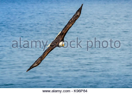 El águila calva, Haliaeetus leucocephalus, en vuelo a lo largo de la costa en Cook Inlet, Alaska.