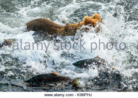 Yearling oso pardo, Ursus arctos, la pesca del salmón a continuación Brooks Falls. Foto de stock
