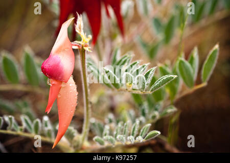 Versión de color rosa pálido a rojo profundo normalmente Sturt's Desert Pea, espectacular flor nativa de las regiones semiáridas de Australia.