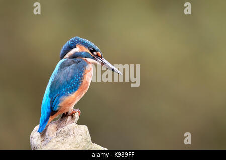 Kingfisher / Alcedo atthis Foto de stock