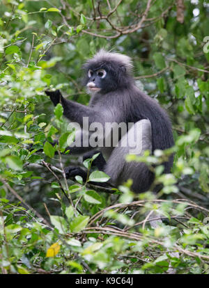 Hojas negruzcas mono (Trachypithecus obscurus), también conocida como oso de anteojos, oso Hoja Langur o mono, alimentarse del follaje de un árbol en la selva Foto de stock
