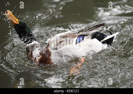 Berlín, Alemania. 23 sep, 2017. un pato real se baña en un lago en Berlín, Alemania, el 23 de septiembre de 2017. Crédito: Maurizio gambarini/dpa/alamy live news