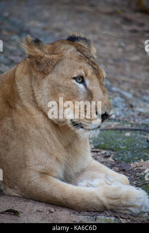 Animales raros del planeta. Leones. closeup retrato de león asiático raras  en el parque nacional nayyar dam, Kerala, India Fotografía de stock - Alamy