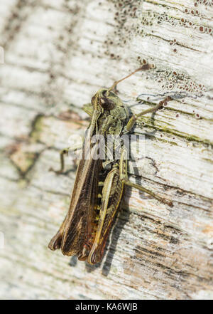 Saltamontes moteada (Myrmeleotettix maculatus), macho, en un banco de madera a principios de otoño en West Sussex, Inglaterra, Reino Unido. La vista vertical. Foto de stock