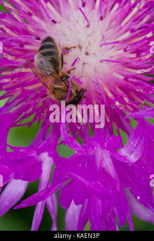Western de abejas (Apis mellifera) trabajador adulto alimentándose en una mala hierba (Centaurea) flor en un jardín. Carmarthenshire, Gales. De mayo.