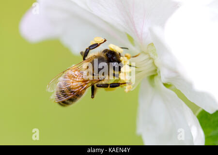 Western de abejas (Apis mellifera) trabajador adulto alimentándose en una flor de manzana cultivadas en un huerto. Powys, Gales. De mayo.