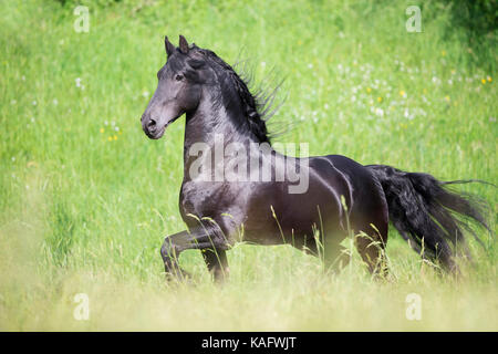 Caballo frisón. Semental negro al trote en una pradera. Austria Foto de stock