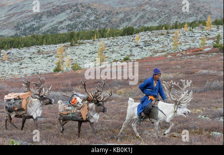 Familia tsaatan traer leña desde el bosque a los renos Foto de stock