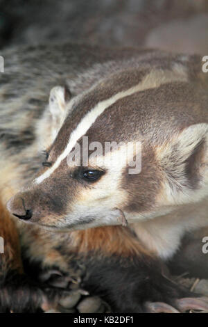 Un American Badger, Taxidea taxus, en granjas Zoo y el Museo del Espacio, el condado de Sussex, Nueva Jersey, EE.UU. Foto de stock
