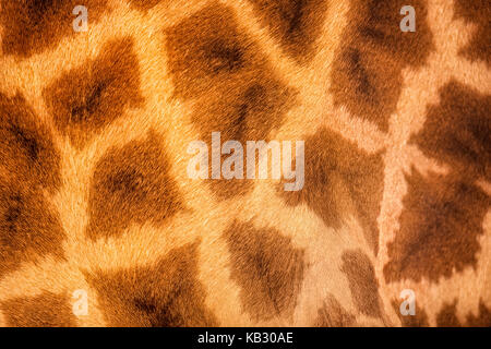 Piel de cuero auténtico girafta jirafa (camelopardalis) Foto de stock