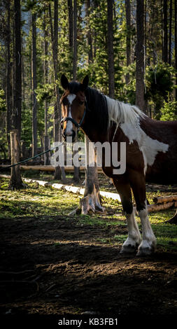 Hermosa pintura marrón y blanco caballo mirando alerta mientras espera atada en el bosque en un corral. (Columbia Británica, Canadá) Foto de stock