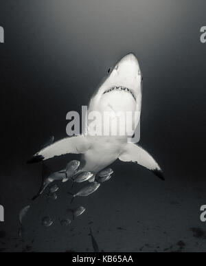 Gran tiburón blanco y tomas de jureles, Neptune islas, Australia del Sur. Foto de stock
