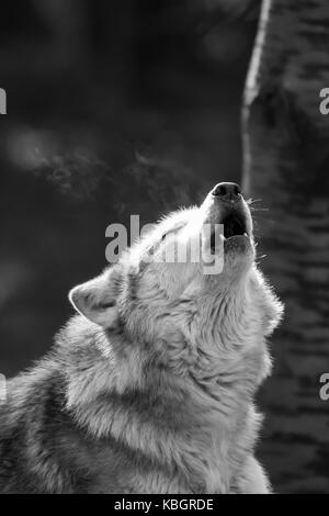 lobo aullando a la luna llena en blanco y negro