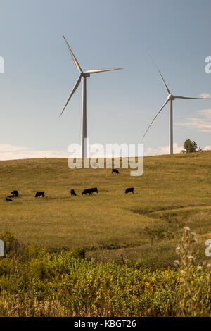 Boulder, Colorado - investigación aerogeneradores cerca de ganado en pastoreo en el laboratorio nacional de energía renovable, la tecnología eólica, una unidad central de los EE.UU. Foto de stock