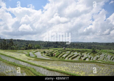 El increíble paisaje en jatiluwih terrazas de arroz en Bali, Indonesia Foto de stock