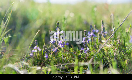 Thymus vulgaris tomillo closeup Foto de stock