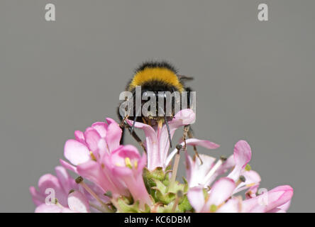 Buff- colas de abejorros Bombus terrestris se alimenta de escallonia 'rosa ELLE UK".