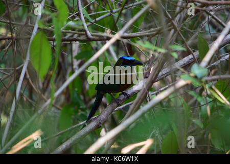 Blue coronado motmot, momotus coeruliceps np, Monteverde, Costa Rica Foto de stock