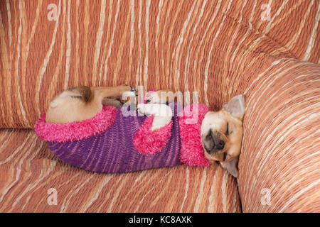 Cachorro chihuahua canela vestida con suéter durmiendo sobre su espalda en el sofá, de 4 meses de edad del sexo femenino.