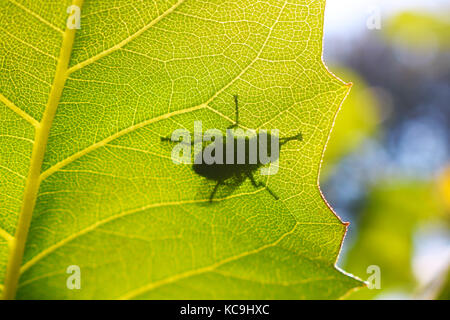 Silueta de sombra de un golpe volar sentado sobre una hoja verde con luz de fondo Foto de stock