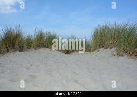 Oat en playa Las dunas arenosas de la costa del mar del Norte en los Países Bajos, en la provincia de Zelanda, en la isla de schouwen duiveland