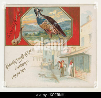 La Perdiz De California De La Serie De Aves De Caza N40 Para Allen Ginter Cigarrillos Jpg 2a40f52 Fotografia De Stock Alamy