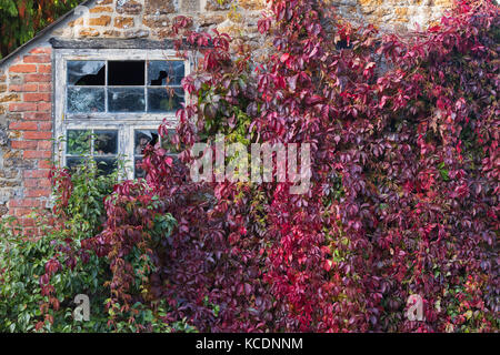 Parthenocissus quinquefolia.Virginia reductor / American hiedra cubriendo el jardín de la casa de un muro de piedra. Deddington, Oxfordshire, REINO UNIDO Foto de stock