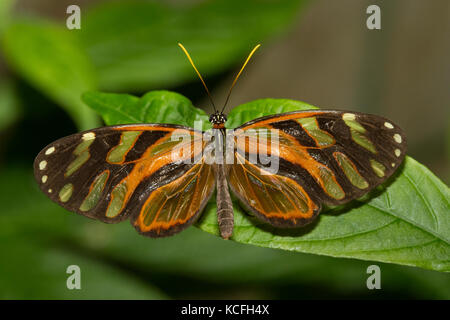 Lepidoptera, mariposas, Costa Rica, Centroamérica Foto de stock