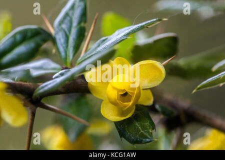 Berberis frikartii 'Telstar' primer plano amarillo en flor Foto de stock
