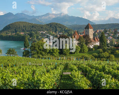 Viñedos y Castillo de Spiez, en el Oberland bernés en Suiza Foto de stock