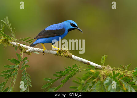 El mielero brillante (Cyanerpes lucidus) en la Laguna Lagarto Lodge cerca de Boca Tapada, Costa Rica