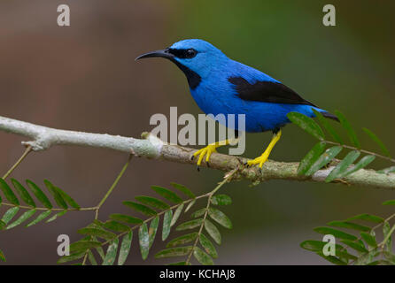 El mielero brillante (Cyanerpes lucidus) en la Laguna Lagarto Lodge cerca de Boca Tapada, Costa Rica